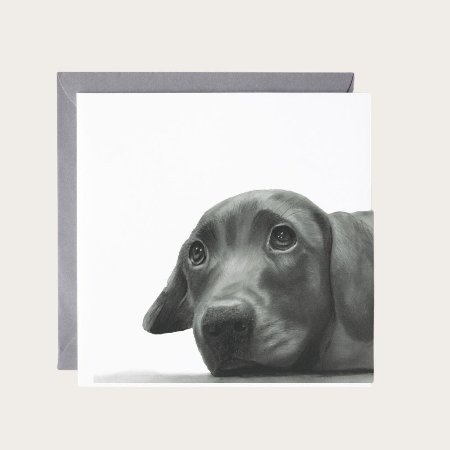 Maru the Labrador Puppy Greeting Card