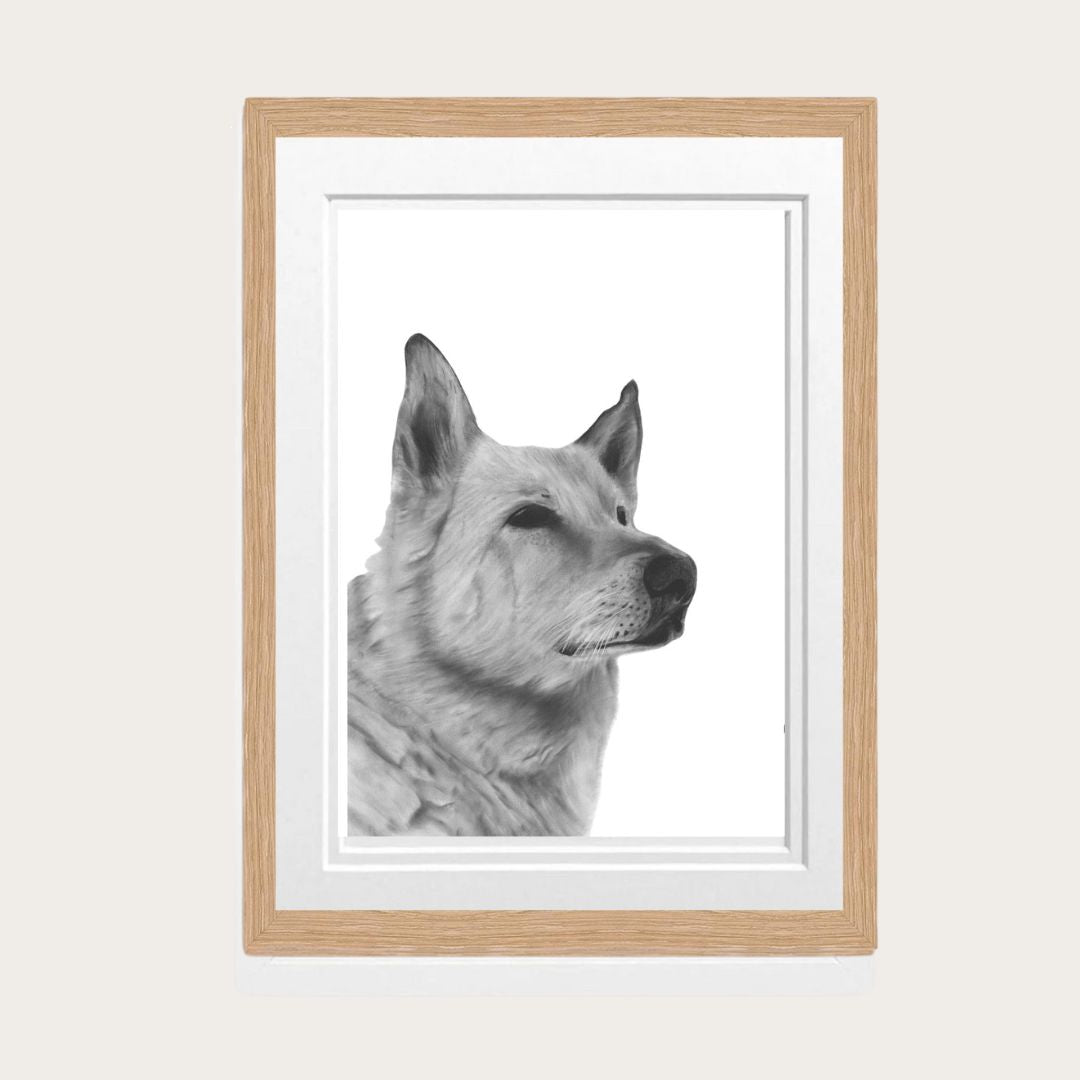 Alsatian Dog Fine Art Print