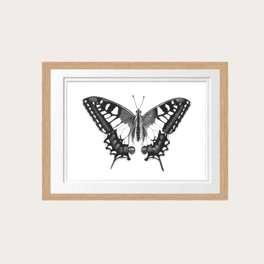 Old World Swallowtail Butterfly Fine Art Print – Stunning Hand-Drawn Wildlife Artwork for Gifting