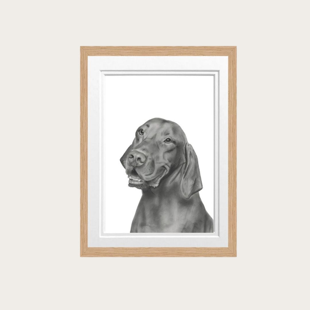 Vizsla Fine Art Print – Hand-Drawn Dog Illustration